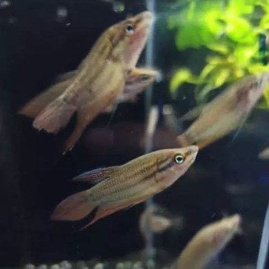 Croaking Gourami Croaking Gourami