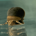 Filopaludina Snails