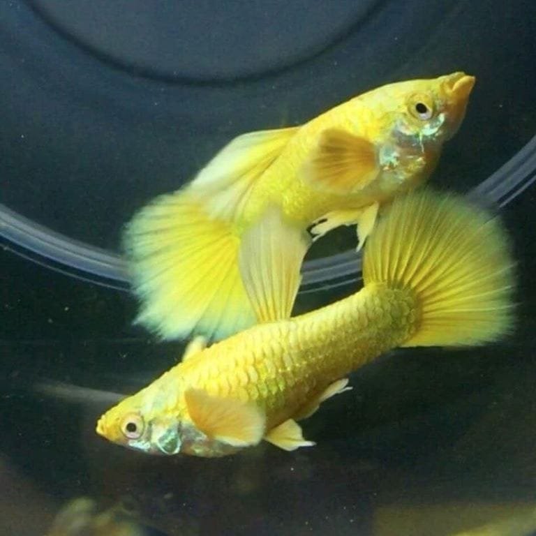 Full Gold Guppy Full Gold Guppy