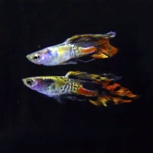 Galaxy Red Medusa Red Spear Tail Guppy