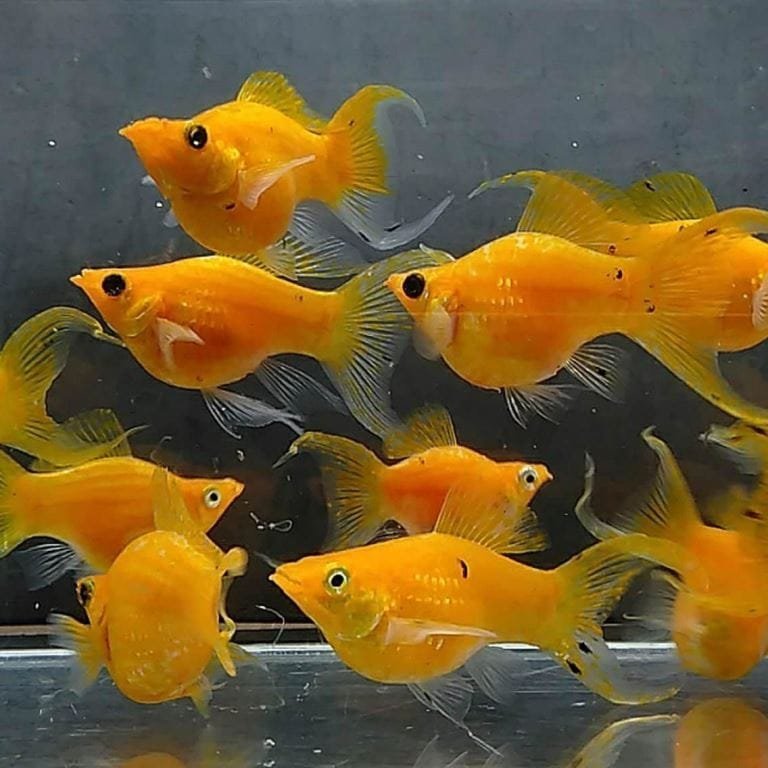 Gold Dust Lyretail Balloon Molly