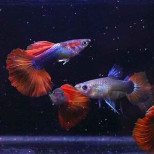 Half Black Red Guppy