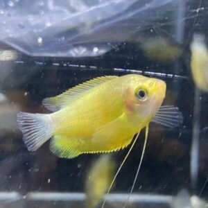 Honey Gourami