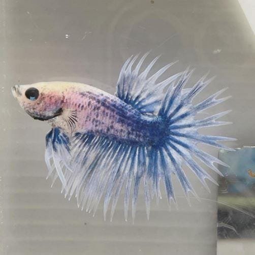 Grizzle Crowntail Betta