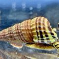 King Rabbit Snails