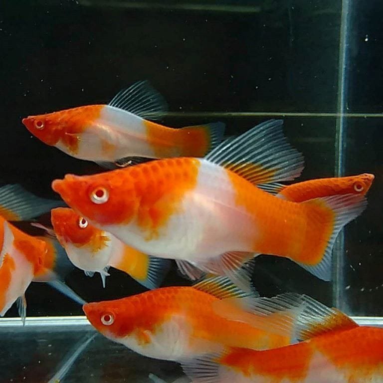 Kohaku Hifin Swordtail