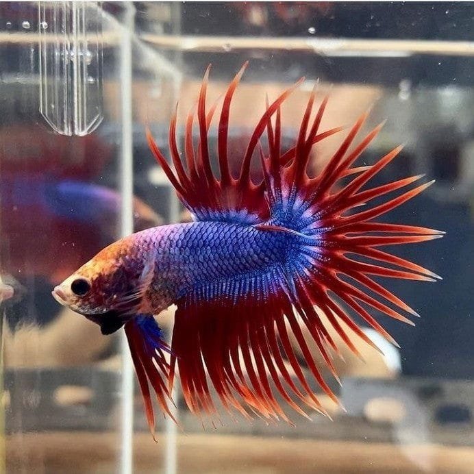 Mascot Crowntail Betta