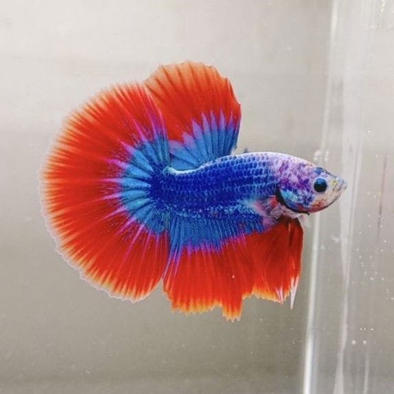 Mascot Halfmoon Betta