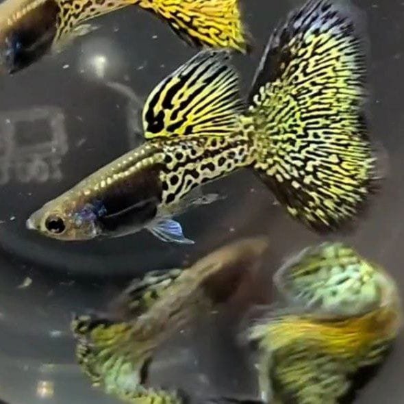 Metal_Black_Gold_Lace_-_fishbuff_-_Metal_Black_Gold_Lace_Guppy-1373543.jpg