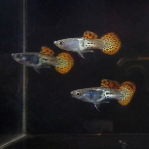 Metal Red Lace Roundtail