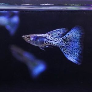 Metal Snakeskin Blue Grass Guppy