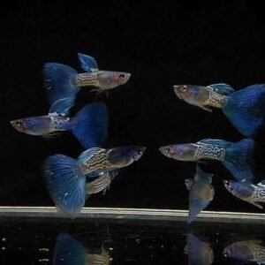 Metal Snakeskin Blue Tail Guppy