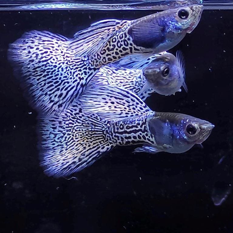 Metal Snakeskin Purple Lace Guppy