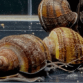 Mystery Snails