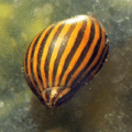 Neritina Turrita