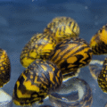 Neritina Variegata