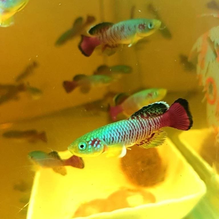 Nothobranchius Guentheri