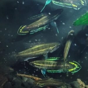 Parosphromenus Juelinae