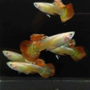 Phoenix Round Tail Guppy