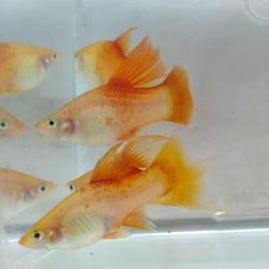 Pineapple Hifin Platy
