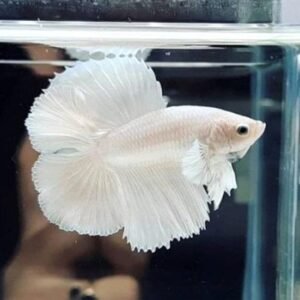 Platinum Halfmoon Double Tail Betta