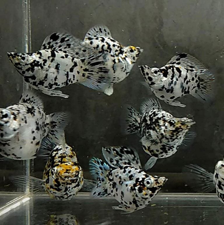 Dalmatian Balloon Molly Dalmatian Balloon Molly