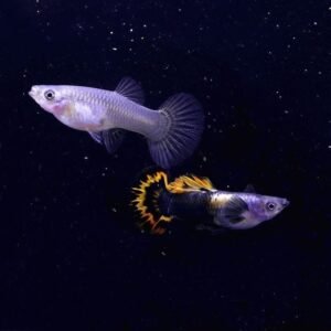 Platinum Medusa Round Tail Guppy