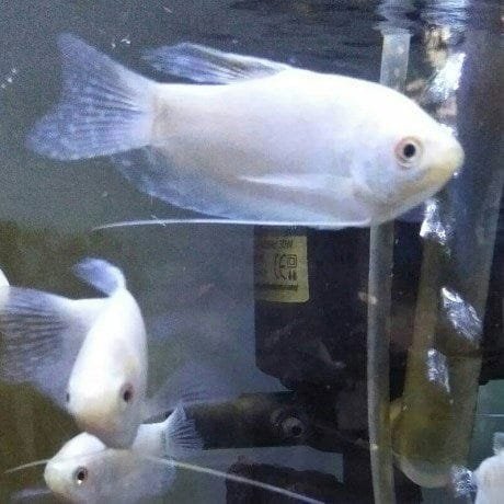 Platinum Pearl Gourami Platinum Pearl Gourami