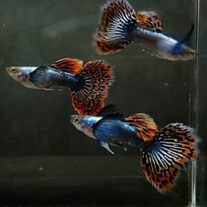 Big Ear Platinum Red Mosaic