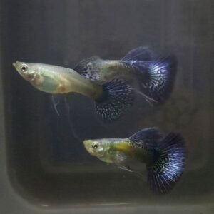 Purple Dragon Ribbon