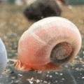 Ramshorn Snails