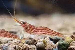 Cardinal Red Line Shrimp