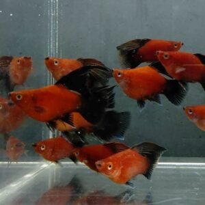 Red Wag Hifin Platy