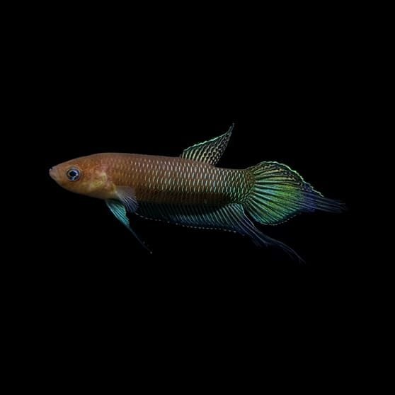 Wild Betta Simorum