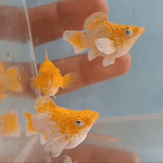 Lemon Head Blue Eye Balloon Molly