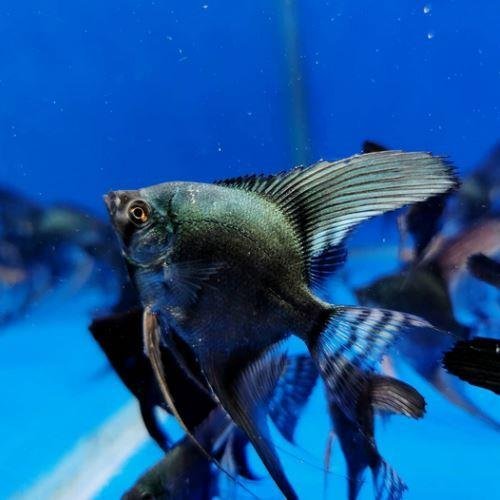 Avatar Angelfish