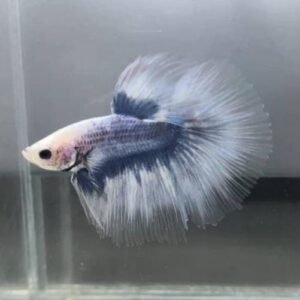 Grizzle Halfmoon Betta