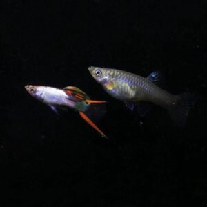 Silverado Double Sword Guppy