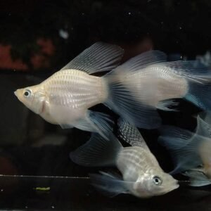 Snow White Veiltail Balloon Molly