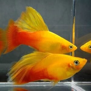 Sunburst Hifin Platy