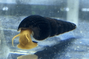 Tylomelania Towutensis