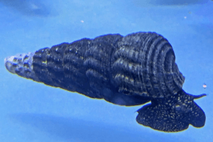 Tylomelania Towutica