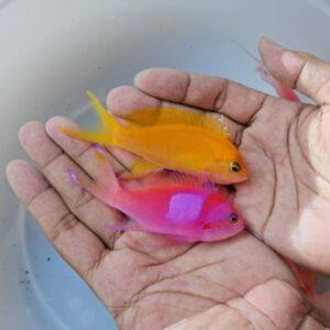 Squarespot Anthias