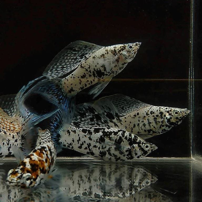 Dalmatian Lyretail Molly Dalmatian Lyretail Molly