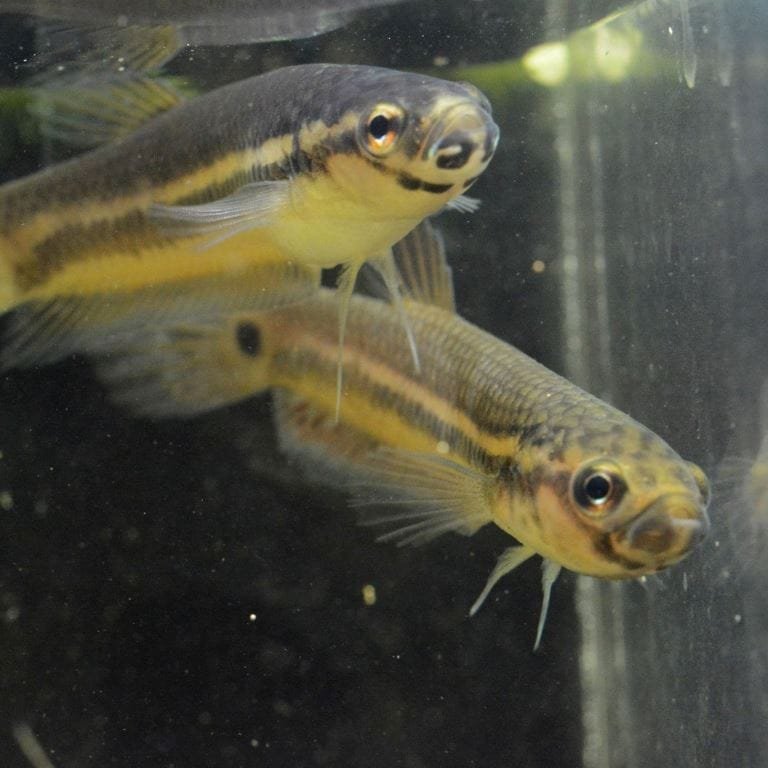 Wild Betta Gladiator