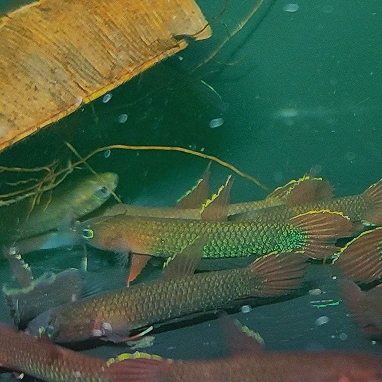 Wild Betta Iaspis Wild Betta Iaspis