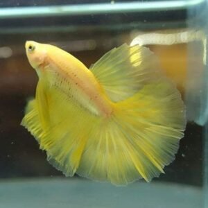 Betta mezzaluna giallo