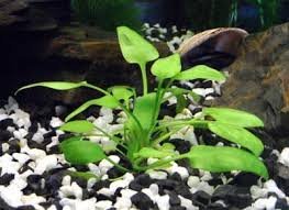 Cryptocoryne Lingua