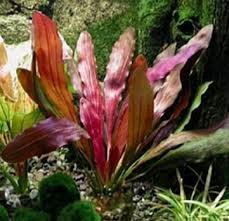 Echinodorus Red Diamond