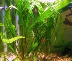 Cryptocoryne Usteriana